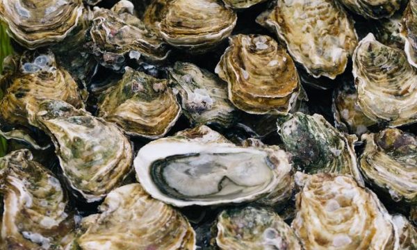 Oysters_int